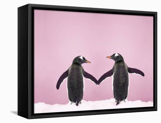 Gentoo Penguin Pair 'Holding Hands' in the Snow-null-Framed Stretched Canvas