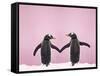 Gentoo Penguin Pair 'Holding Hands' in the Snow-null-Framed Stretched Canvas