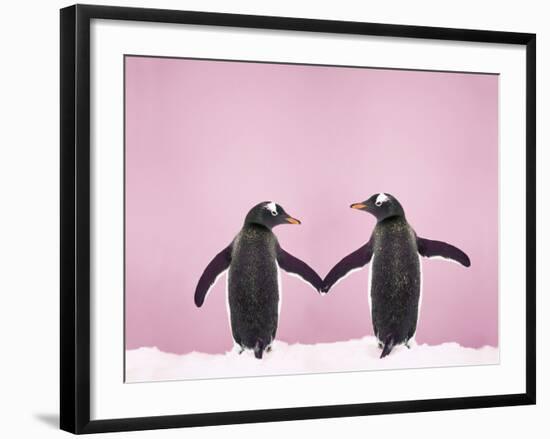 Gentoo Penguin Pair 'Holding Hands' in the Snow-null-Framed Photographic Print