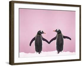 Gentoo Penguin Pair 'Holding Hands' in the Snow-null-Framed Photographic Print