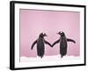 Gentoo Penguin Pair 'Holding Hands' in the Snow-null-Framed Photographic Print