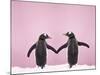 Gentoo Penguin Pair 'Holding Hands' in the Snow-null-Mounted Photographic Print