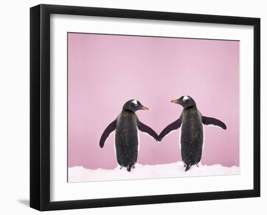 Gentoo Penguin Pair 'Holding Hands' in the Snow-null-Framed Photographic Print