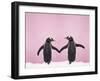 Gentoo Penguin Pair 'Holding Hands' in the Snow-null-Framed Photographic Print