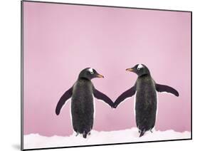 Gentoo Penguin Pair 'Holding Hands' in the Snow-null-Mounted Photographic Print