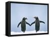 Gentoo Penguin Pair 'Holding Hands'-null-Framed Stretched Canvas