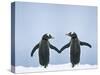 Gentoo Penguin Pair 'Holding Hands'-null-Stretched Canvas