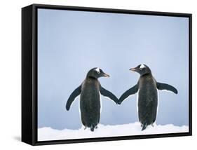 Gentoo Penguin Pair 'Holding Hands'-null-Framed Stretched Canvas