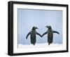 Gentoo Penguin Pair 'Holding Hands'-null-Framed Premium Photographic Print