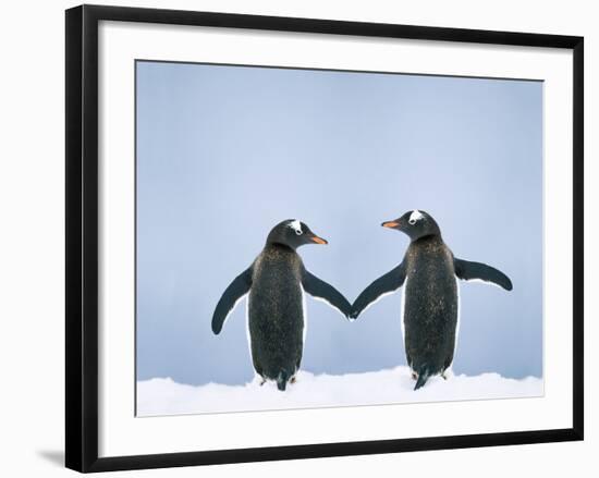 Gentoo Penguin Pair 'Holding Hands'-null-Framed Photographic Print