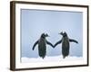 Gentoo Penguin Pair 'Holding Hands'-null-Framed Photographic Print