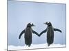 Gentoo Penguin Pair 'Holding Hands'-null-Mounted Photographic Print