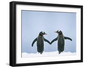 Gentoo Penguin Pair 'Holding Hands'-null-Framed Photographic Print