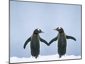 Gentoo Penguin Pair 'Holding Hands'-null-Mounted Photographic Print