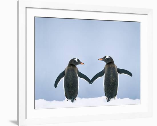 Gentoo Penguin Pair 'Holding Hands'-null-Framed Photographic Print