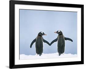 Gentoo Penguin Pair 'Holding Hands'-null-Framed Photographic Print