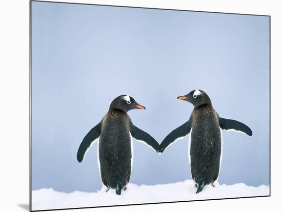 Gentoo Penguin Pair 'Holding Hands'-null-Mounted Photographic Print