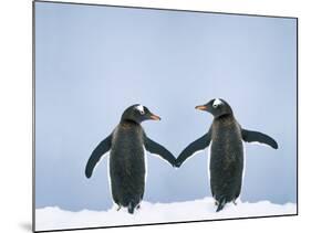 Gentoo Penguin Pair 'Holding Hands'-null-Mounted Photographic Print