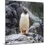 Gentoo penguin, Paradise Bay, Skontorp Cove, Antarctica-William Perry-Mounted Photographic Print