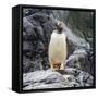 Gentoo penguin, Paradise Bay, Skontorp Cove, Antarctica-William Perry-Framed Stretched Canvas