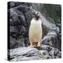 Gentoo penguin, Paradise Bay, Skontorp Cove, Antarctica-William Perry-Stretched Canvas