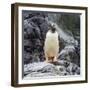 Gentoo penguin, Paradise Bay, Skontorp Cove, Antarctica-William Perry-Framed Photographic Print