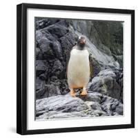 Gentoo penguin, Paradise Bay, Skontorp Cove, Antarctica-William Perry-Framed Photographic Print