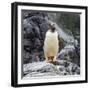Gentoo penguin, Paradise Bay, Skontorp Cove, Antarctica-William Perry-Framed Photographic Print