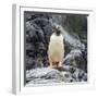 Gentoo penguin, Paradise Bay, Skontorp Cove, Antarctica-William Perry-Framed Photographic Print