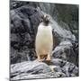 Gentoo penguin, Paradise Bay, Skontorp Cove, Antarctica-William Perry-Mounted Photographic Print