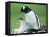 Gentoo Penguin Parent with Chicks-null-Framed Stretched Canvas