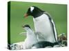 Gentoo Penguin Parent with Chicks-null-Stretched Canvas