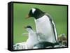 Gentoo Penguin Parent with Chicks-null-Framed Stretched Canvas