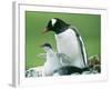 Gentoo Penguin Parent with Chicks-null-Framed Photographic Print