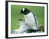 Gentoo Penguin Parent with Chicks-null-Framed Photographic Print