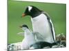 Gentoo Penguin Parent with Chicks-null-Mounted Photographic Print