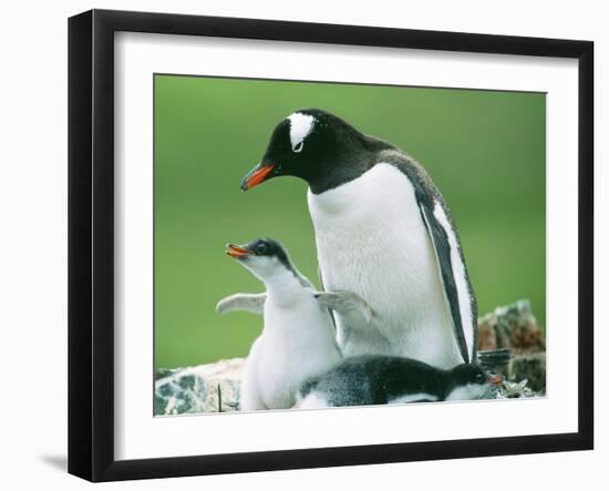 Gentoo Penguin Parent with Chicks-null-Framed Photographic Print
