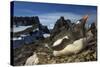 Gentoo Penguin Portrait, Antarctica-Paul Souders-Stretched Canvas