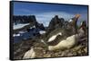 Gentoo Penguin Portrait, Antarctica-Paul Souders-Framed Stretched Canvas