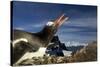 Gentoo Penguin Portrait, Antarctica-Paul Souders-Stretched Canvas