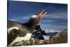 Gentoo Penguin Portrait, Antarctica-Paul Souders-Stretched Canvas