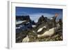 Gentoo Penguin Portrait, Antarctica-Paul Souders-Framed Photographic Print