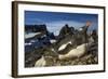 Gentoo Penguin Portrait, Antarctica-Paul Souders-Framed Photographic Print