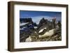 Gentoo Penguin Portrait, Antarctica-Paul Souders-Framed Photographic Print