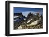 Gentoo Penguin Portrait, Antarctica-Paul Souders-Framed Photographic Print