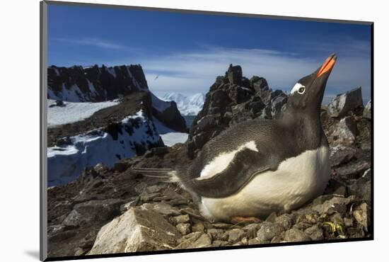 Gentoo Penguin Portrait, Antarctica-Paul Souders-Mounted Photographic Print