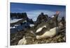 Gentoo Penguin Portrait, Antarctica-Paul Souders-Framed Photographic Print