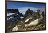 Gentoo Penguin Portrait, Antarctica-Paul Souders-Framed Photographic Print