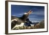 Gentoo Penguin Portrait, Antarctica-Paul Souders-Framed Photographic Print