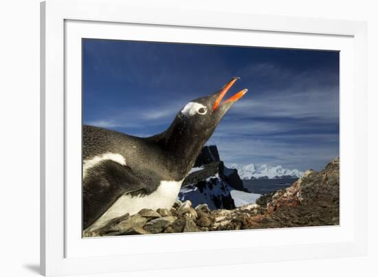 Gentoo Penguin Portrait, Antarctica-Paul Souders-Framed Photographic Print